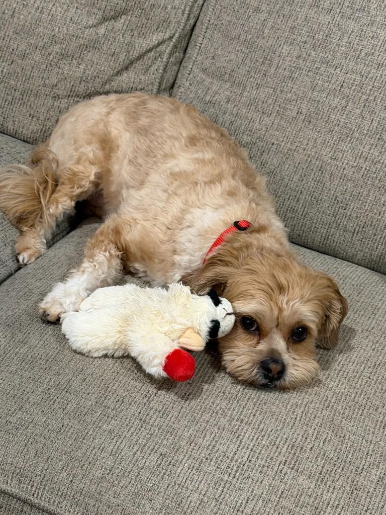 Roscoe, a small therapy dog with wavy apricot fur and gentle eyes, resting his head on a plush toy while lying on a grey sofa.